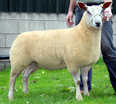 E
DAUGHTER EDSTASTON OLA 14TG00348
DAUGHTER EDSTASTON OLA 14TG00348